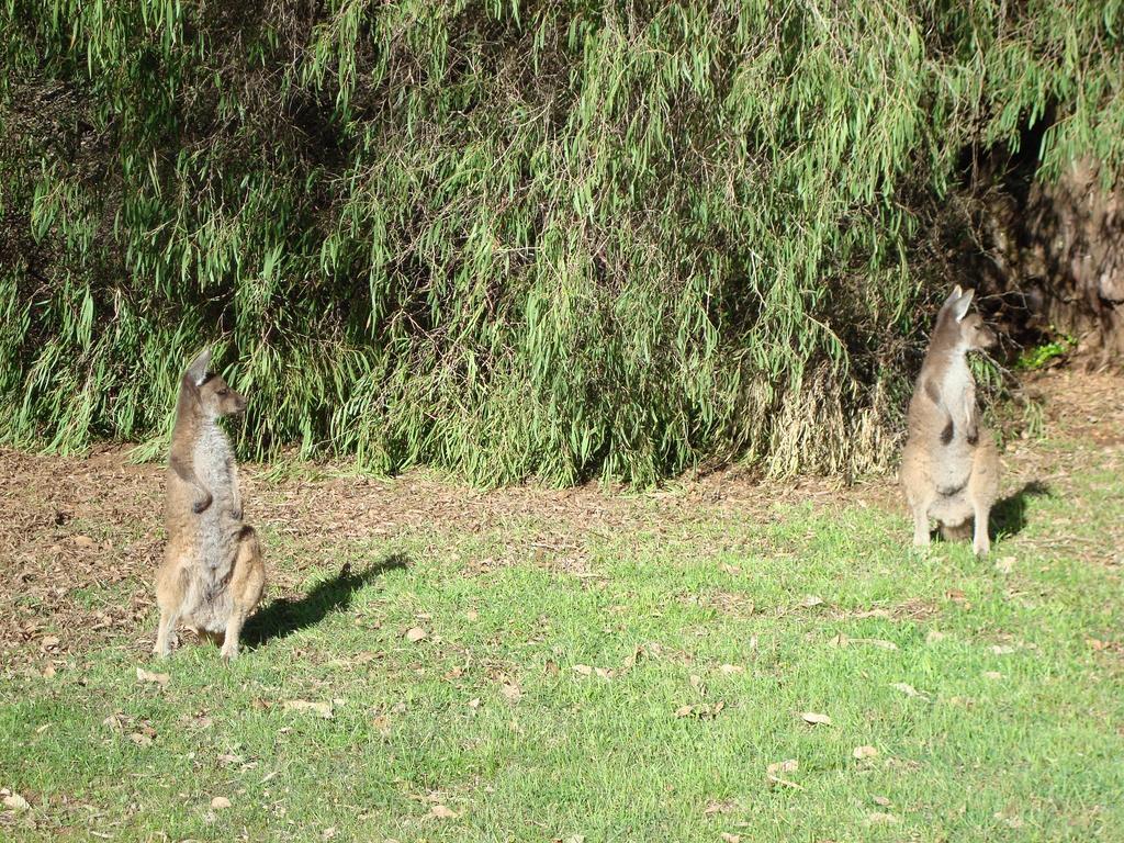 Margaret River Chalets Kültér fotó